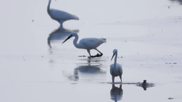 リトル エグレット Egretta Garzetta 干潟の泥スキッパーを捕食する 干潮湿地で魚を捕まえる小さなサギの白い鳥 — ストック動画