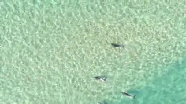 Letecký Pohled Shora Skupinu Delfínů Kteří Plavou Hrají Čisté Průhledné — Stock video