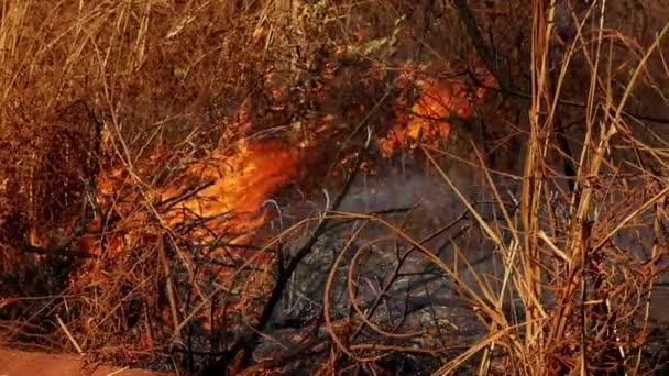 Tűz égő száraz növényzet a szárazság idején a brazil Cerrado vadonban - elszigetelt kilátás