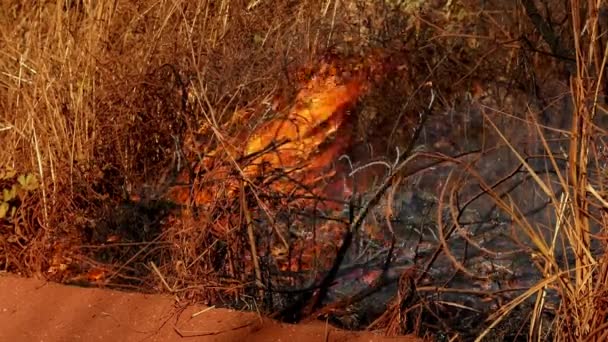 Засушливый Год Лесной Пожар Сжигает Сухую Щетку Траву Закрытый Изолированный — стоковое видео