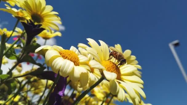 黄色的花朵 蜜蜂在上面 从下面看 背景是蓝天 — 图库视频影像