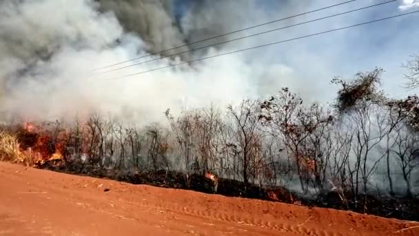 Incêndio Arde Inabalável Longo Uma Estrada Terra Vermelha Savannah Brasileira — Vídeo de Stock