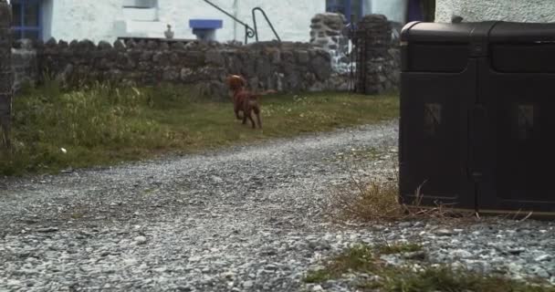 Brown Dog Running Fishing Village Porthallow Cornwall Inglaterra Reino Unido — Vídeo de stock