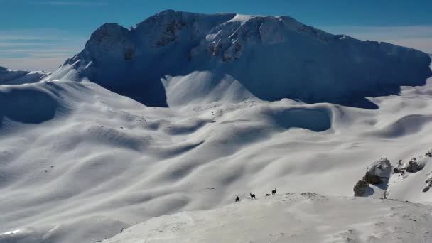 Vista Aérea Ciervos Salvajes Valle Nevado Montaña Montaña Monti Della — Vídeos de Stock