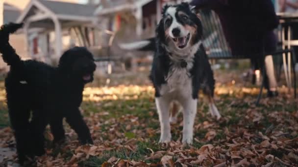 Border Collie Och Black Labradoodle Paus Lekstund För Att Mot — Stockvideo