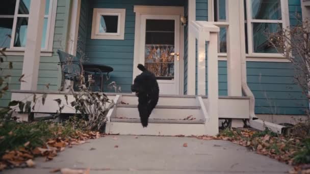 Περίεργη Black Labradoodle Περπατά Από Βεράντα Στην Κάμερα Φθινόπωρο — Αρχείο Βίντεο
