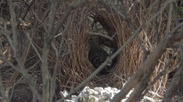 Matka Velký Bowerbird Připravuje Své Hnízdo Pro Její Mláďata Close — Stock video