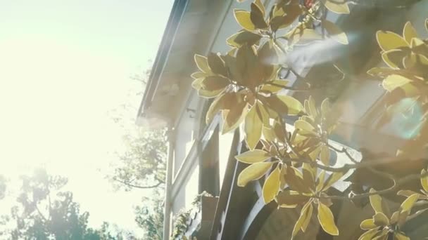 Цветы Пределами Красивого Дома Перед Свадьбой — стоковое видео