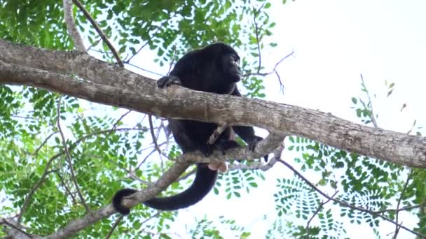 ハンドラー猿 Alouatta Palliataまたは黄金のハンドリング猿 の壮大な標本は 枝の上に休み 周りを見回します 下から撃たれた コスタリカ 自然保護区 — ストック動画