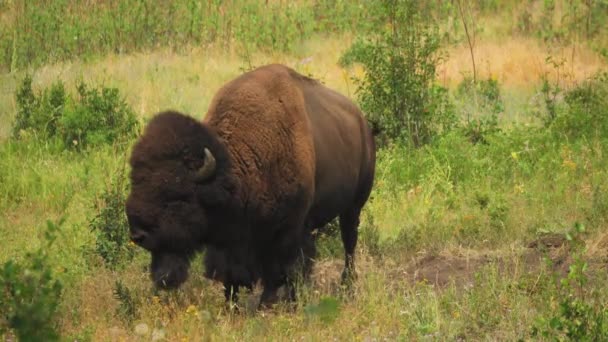 Amerikanska Bison Tuggar Sin Cud Bläddrar Svans Och Skakar Huvudet — Stockvideo