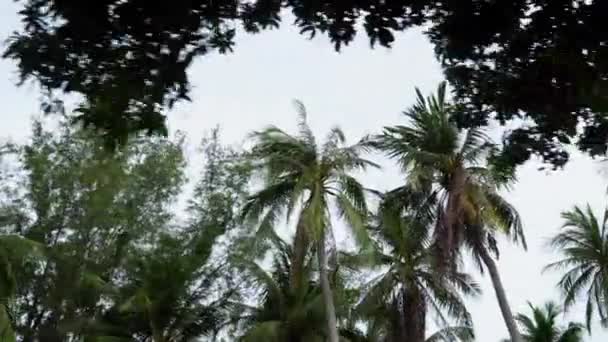Pálmafák Mentén Felfelé Néznek Miközben Magas Kókuszfák Mellett Lovagolnak — Stock videók