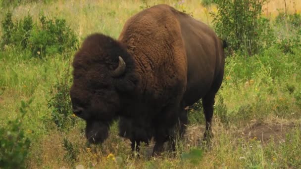 Amerikanska Bison Vänder Sin Svans Tuggar Sin Cud Överväger Livet — Stockvideo