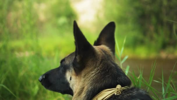 Vliegen Ergert Duitse Herder Hond Liggend Gras Oever Van Rivier — Stockvideo