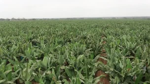 Reizend Vooraan Bananenteelt Caxito Angola Afrika — Stockvideo