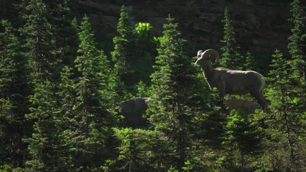 Single Rocky Mountain Bighorn Ovce Stojící Úbočí Hory Vysoká Ostražitost — Stock video