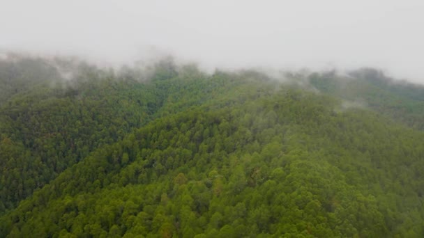 Drone Vista Colinas Floresta — Vídeo de Stock