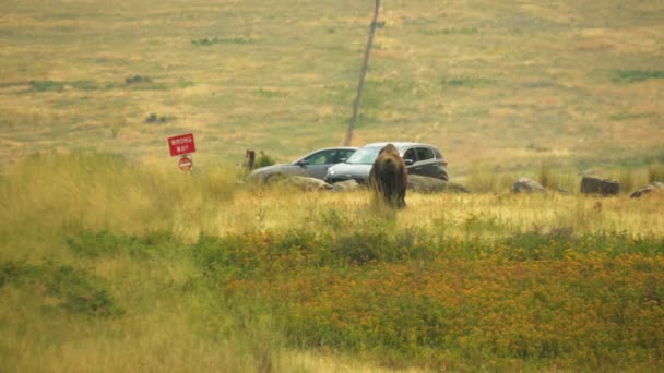 バイソンはモンタナ州のナショナル バイソン レンジの2台の車で観光客に向かって歩く — ストック動画