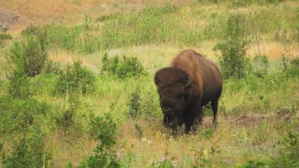 American Buffalo Tomando Descanso Del Pastoreo Masticando Señal — Vídeos de Stock