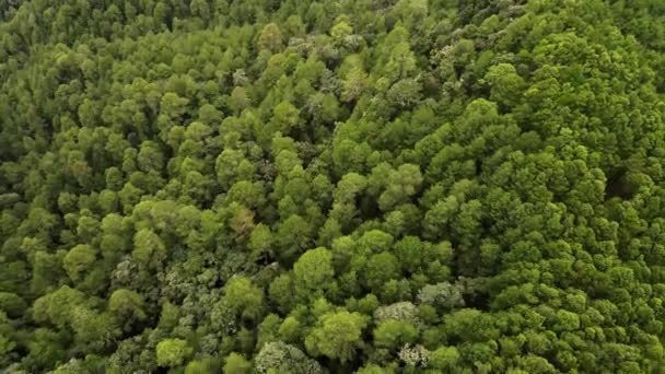 用无人机俯瞰绿林 — 图库视频影像