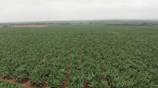 Frente Viagem Sobre Cultivo Banana Caxito Angola África — Vídeo de Stock