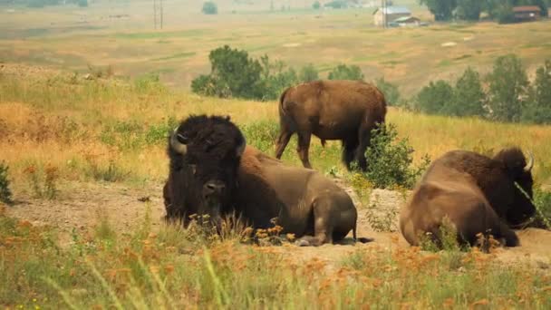 Bison Liggend Rust Nemend Winderige Omstandigheden Middelmatig Schot — Stockvideo