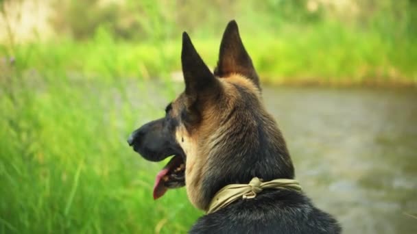 Allerta Cane Pastore Tedesco Seduto Sulla Riva Del Fiume Lussureggiante — Video Stock