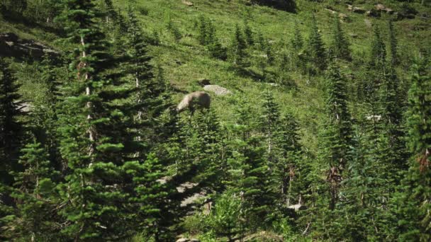 Bighorn Moutons Broutant Sur Une Parcelle Ouverte Flanc Montagne — Video