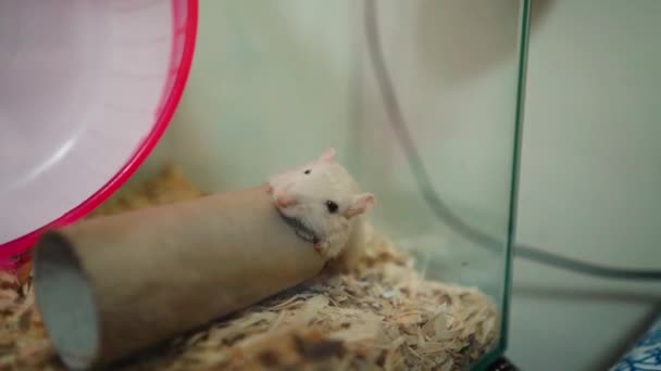 Adorável Gerbil Biting Toilet Roll Uma Gaiola Fechar — Vídeo de Stock