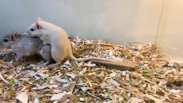 雄鼠在笼内交配时追逐雌鼠 — 图库视频影像