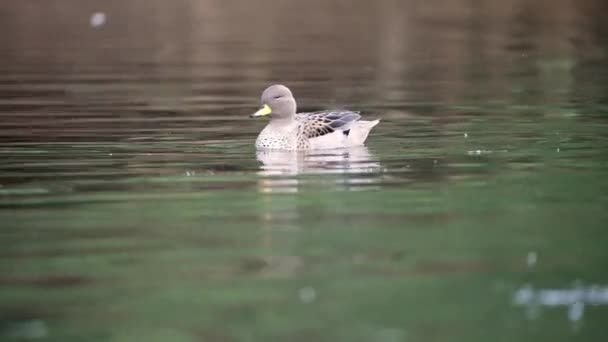 Żółtodzioby Teal Duck Pływanie Jeziorze Słoneczny Dzień Zbliżenie Anas Flavirostris — Wideo stockowe