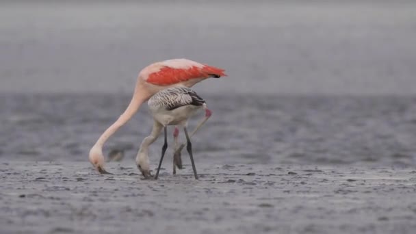 Взрослые Несовершеннолетние Чилийские Фламинго Вместе Кормятся Морском Побережье Close — стоковое видео