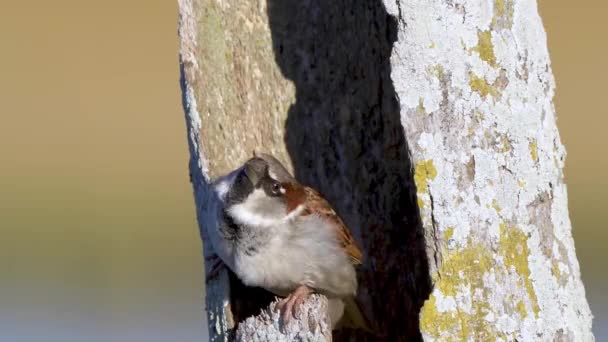 House Sparrow Passer Domesticus Zit Tree Trunk Hole Vliegt Dan — Stockvideo