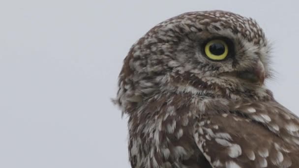 Feche Little Owl Movimento Rápido Cabeça Vira Para Olhar Para — Vídeo de Stock
