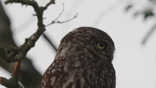 Mature Owl Sitting Tree Looking Left Right — Stock Video