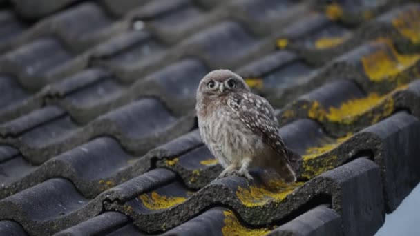 Little Owl Sitting Roof Rustling His Feathers — Stock Video