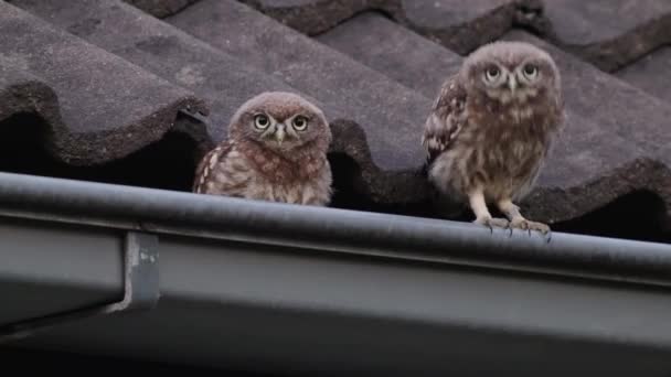 Lustige Eulen Sitzen Auf Dem Dach Einer Dachrinne Und Tanzen — Stockvideo