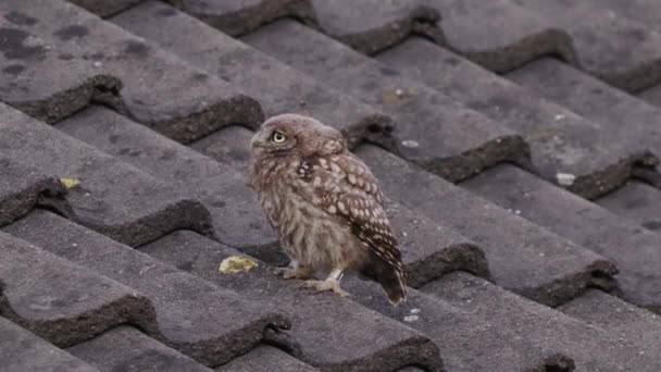 一只小猫头鹰坐在屋顶瓷砖上 看着摄像机 — 图库视频影像
