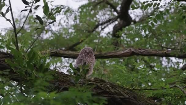 Little Owl Perched Tree Branch Looking Away Low Angle — Stock Video