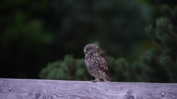一只小猫头鹰坐在木栅栏上飞走了 关上了窗户 — 图库视频影像