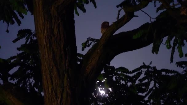 夜の木の枝にフクロウ 低角度 — ストック動画