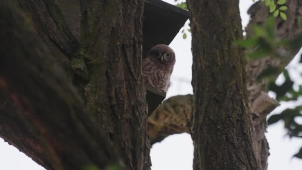 Pequena Coruja Borda Caixa Pássaros Árvore Ângulo Baixo Movimento Lento — Vídeo de Stock
