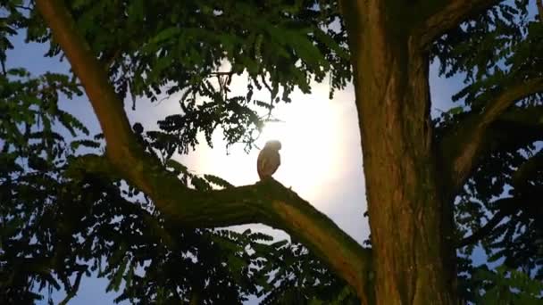 Eine Kleine Eule Sitzt Mondschein Auf Einem Baum Und Zoomt — Stockvideo