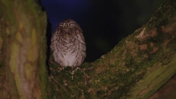 An owl waking up from sleep on a tree branch, close up