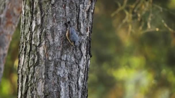 Rojo Pecho Nuthatch Caminando Por Árbol Tronco Desapareciendo Detrás — Vídeo de stock