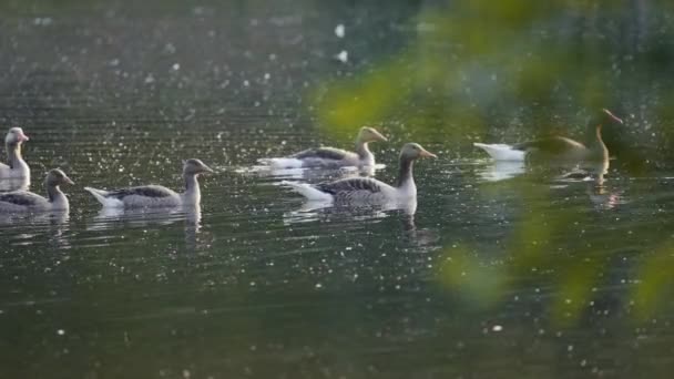 Rebanho Gansos Cinzentos Nadando Pacificamente Lago Luz Manhã — Vídeo de Stock