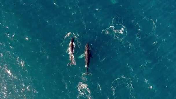 Vista Panorâmica Das Baleias Jubarte Nadando Oceano Top Drone Shot — Vídeo de Stock