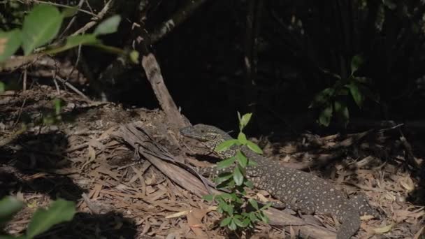 Goanna Nella Foresta Crogiolarsi Sotto Sole Lace Monitor Rettile Whitsunday — Video Stock