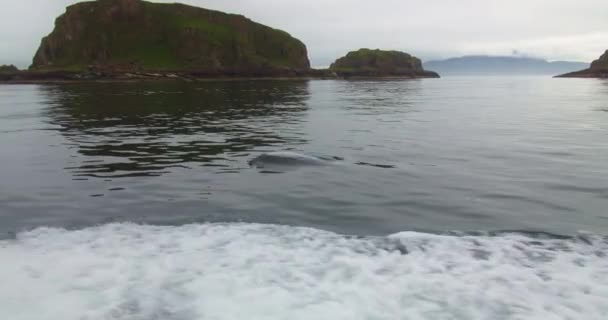Bottlenose Dolphin Swimming Sailing Boat Sea Scotland Wide Shot — Stock Video