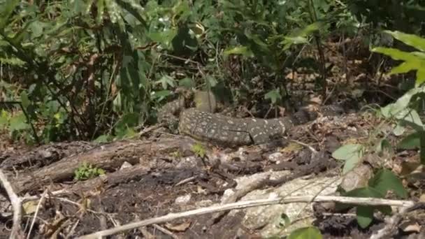 Spetsövervakare Träd Goanna Jakt Efter Byte Skogen Solig Dag Whitsunday — Stockvideo