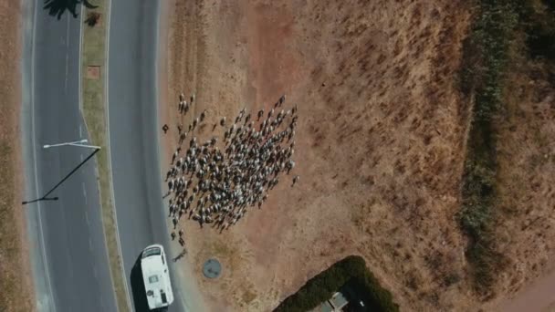 Hjord Getter Går Vägen Med Bilar Passerar Solig Dag Antennnedstigning — Stockvideo